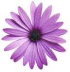 10_-Purple-Daisy